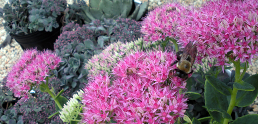 Neon sedum